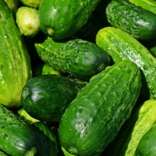 Homemade Pickles Cucumber, Pickling (Cucumis sativus) Vegetable Seeds