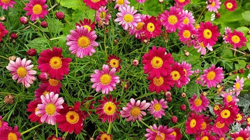 4 cuttings Beautiful fresh cuttings from healthy daisy plants Cute ground covers - Picture 2 of 11