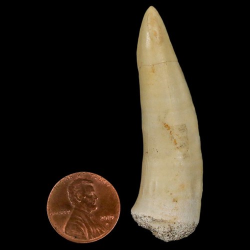 XL 2.4" Sable Dentado Arenque Fósil Colmillo Enchodus Libycus Cretácico Certificado de Autenticidad Soporte - Imagen 3 de 9