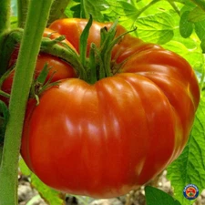 250 Beefsteak Tomato Seeds Heirloom - Non-GMO - Always Fresh Seeds!