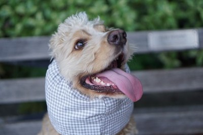Snoods for dogs, ear covers for feeding or outdoor ear protection