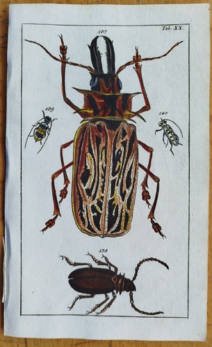 Beetle (Plate 20) - Wilhelm Original Colored Print - 1800