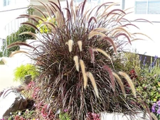 25 PURPLE FOUNTAIN GRASS Ornamental Pennisetum Setaceum Dark Burgundy Flower See