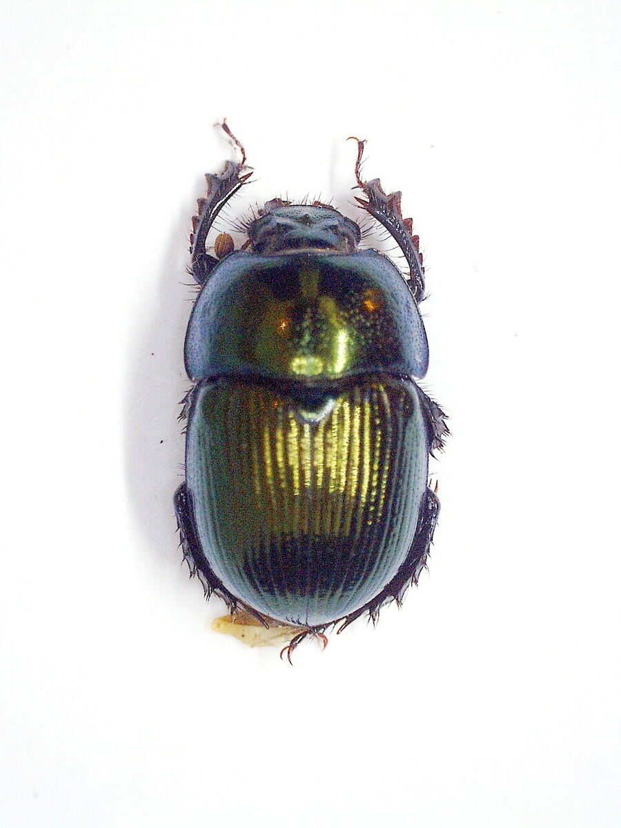 China Yunnan Cetoniinae s.p 23mm