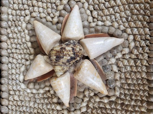 Vintage Contemporary Sailor Shell Art Conch and Cowrie Seashell Jewelry Box - Picture 4 of 11