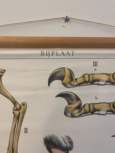 Niederländisches Vintage Schulposter Tier Anatomie 70x100 cm - Giraffe Illustration,... - Bild 5 von 9