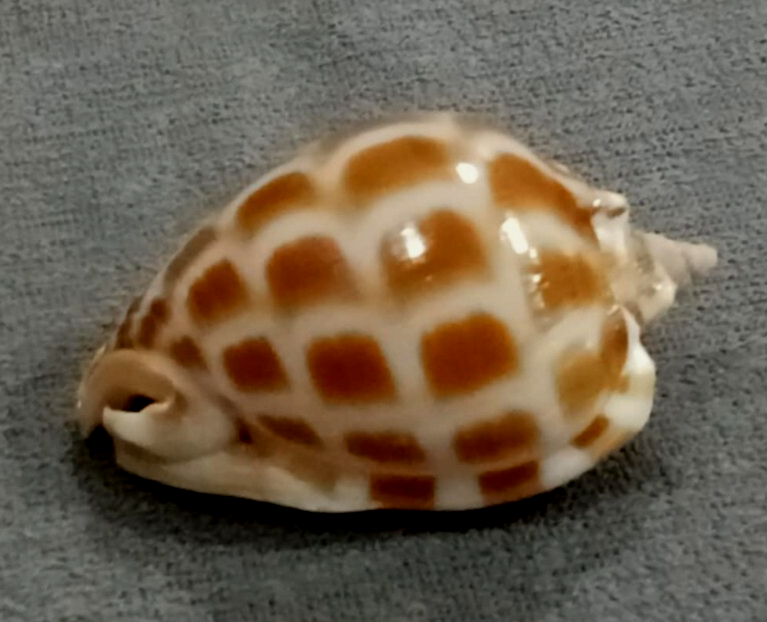 Picture 5 of 10