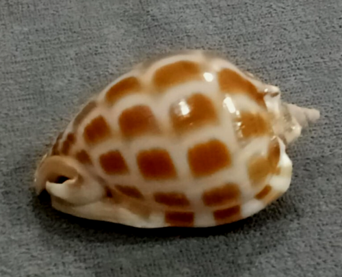 Phalium Areola Agnitum 56.5 mm GEM UNUSUAL dark pattern WOW !! - Picture 5 of 10
