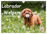 Calendar 2027 · US Version · Labrador Puppies - Labrador Puppies (Wall Calendar
