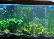 live aquarium plants. Vallisneria. 20 rooted plants. Exactly those pictured.