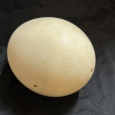 Natural Blown Ostrich Egg Shell for Crafting,...