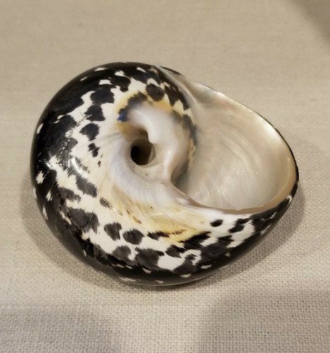 BLACK CYPREA PICA TURBO SEA SHELL HERMIT CRAB 50.8 mm (2 inches)- 76 grams - Bild 7 von 10