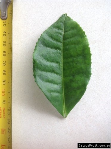 Tea Plant (Camellia sinensis) Fruit Tree Plant - Picture 5 of 5