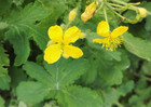 Chelidonium Majus - Celandine Wholesale - 250 Seeds - Saatgut - Seeds
