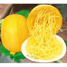 Spaghetti Squash Seeds  10 Seeds  Non-GMO  Free Shipping 