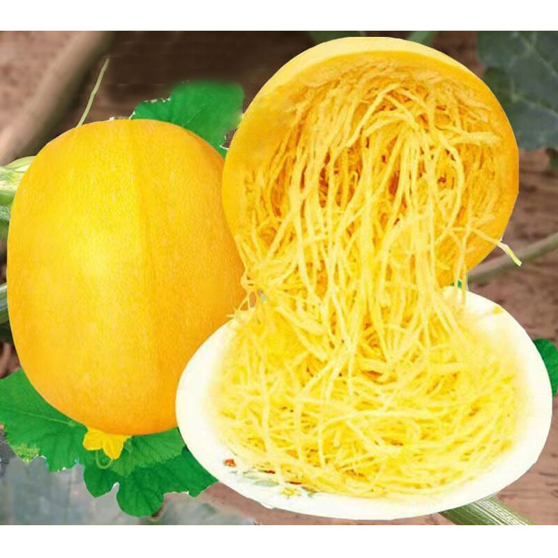10Pcs VEGETABLE SPAGHETTI Seeds HEIRLOOM Garden WINTER SQUASH Spring 10pcs-vegetable-spaghetti-seeds-heirloom-garden-winter-squash-spring