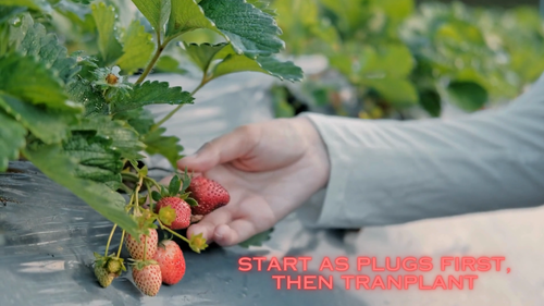 20 Seascape Everbearing Strawberry Plants - Video 1 of 1
