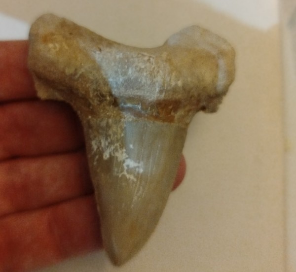Otodus Sokolovi Fossil tooth 7 cm