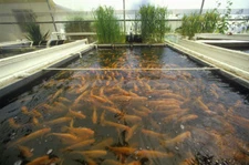 Fish Culture Farming CD Ponds Hatching Hatchery 30 Books Pisciculture Trout