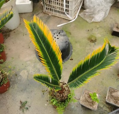 Cycas revoluta ''Aurea'' WYSIWYG