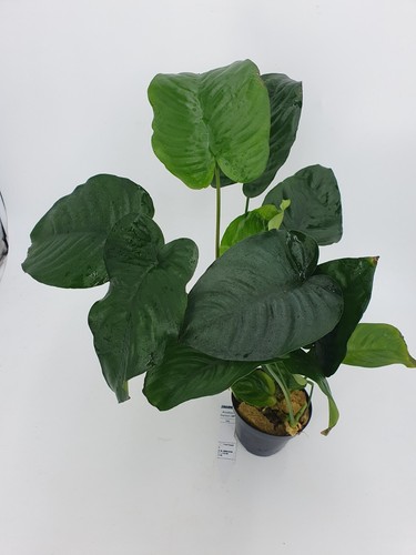 Anubia Mutterpflanze  XXL 25-35 cm  Anubias Barschfest+ 3 MK Wasserpflanzen - Bild 1 von 3
