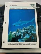 TIGER SHARK CARD 4 Wild Life Fact File Animal Card Home School Study Insert