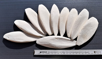 10 Sepiaschalen, ca. 12 - 15 cm (ca.150g) 1A TOP Qualität / Sepiaschale, Kalzium