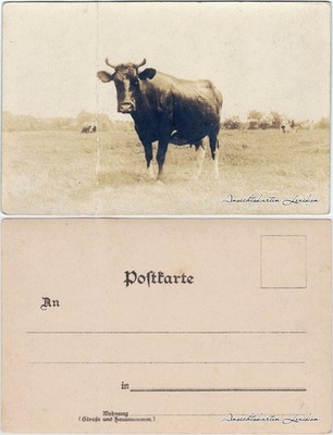 Postcard Cattle on Pasture 1912
