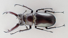 F47539. Unmounted insect: Lucanus dongi. Central Vietnam. 55mm?