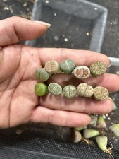 30pcLiving stone .lithops succulent plant Size 0.4-0.5”bare Root Shipping
