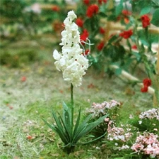 MP Scenery Products 70031 - HO Scale - Yuccas 3/4" Height, 20/pk