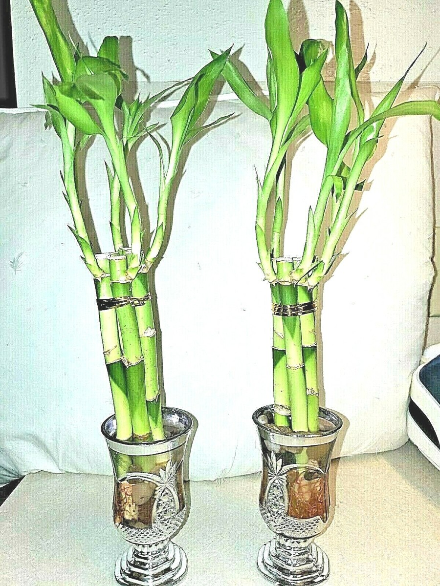 Lucky Bamboo In Neutral Pottery Local Delivery Only In South Milwaukee, WI - PARKWAY FLORAL INC - Foto 6