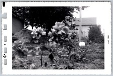 Vtg B&W Snapshot Rose Garden Backyard Flowers Shed Dirt Pile Deckle Edge