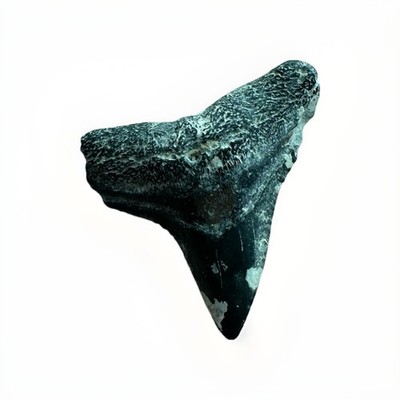 BULL SHARK TOOTH COLLECTORS PIECE RARE FLORIDA FOUND WHILE DIVING 1 
