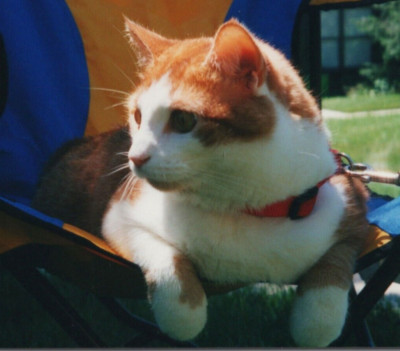 3X Photograph Close Up POV Portrait Cute Orange White Kitty Cat 