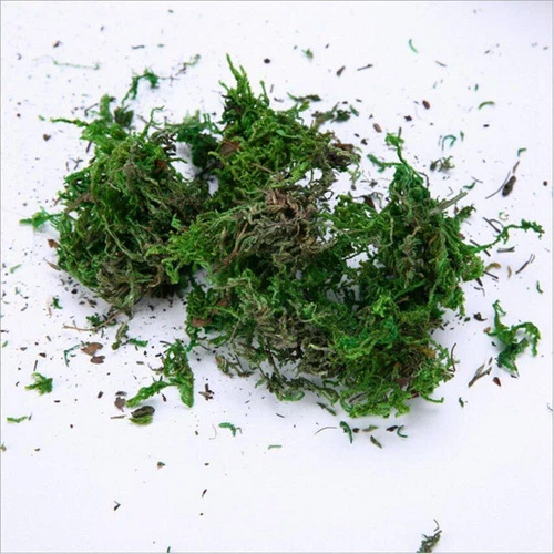 Accessories Dry Moss Lichen Artificial Moss Artificial Plant Fake Green Plants - Picture 3 of 8