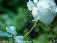 25 SEEDS   LARGE  WHITE KENNEDY  ROSE FLOWER SEEDS   U.S.A. TEXAS SHIPPED