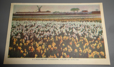 Lincolnshire Landschaft: Felder der Narzissen Vintage Postkarte - Garten & Blumen