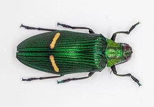 BUPRESTIDAE - Catoxantha opulenta borneensis (MorF) - Melinau, East Kalimantan