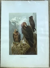 Chromolithograph Circa 1880's L. Prang/Selmar Hess - LAMMERGEYER