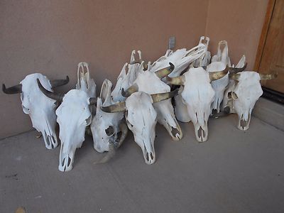 ONLY ONE STEER SKULL 18'' to 22'' wide HORN LONGHORN cow bull CATTLE head HORNS