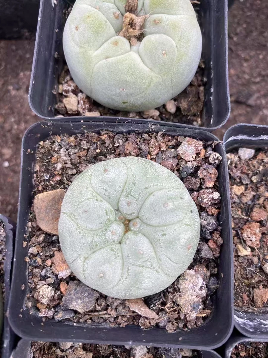 Fascette Per Piante Regolabili Da 100 Pezzi, Fascette Flessibili Per Piante Da Giardino Cravatta Per Piante Multifunzione 22 Cm 98821239