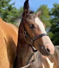 Leaders Foal Size Leather Halter!