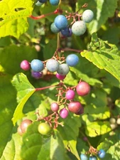HEART LEAF PEPPER VINE - Variegated  Ampelopsis Cordata  15 + Seeds