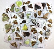 Butterflies pieridae nymphalidae etc   50 pcs /11213/  Zmyiv reg,Kharkiv Ukraine