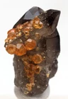 SPESSARTINE GARNET ON SMOKY QUARTZ Specimen Crystal Cluster Mineral CHINA