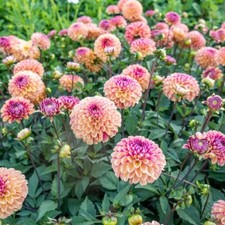 PALMARES Ball Dahlia Bulb Tuber Clump NEW Captivating Perennial - FREE SHIPPING
