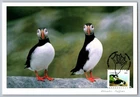Canada 2014 Wildlife Puffin FDC Maxi Card w/Pictorial Cancel