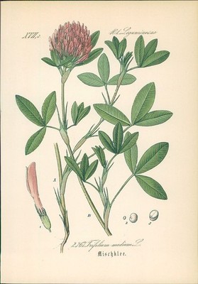 Chromolithographie : Mischklee. Mittlerer Klee. Trifolium medium L. Leguminosae.