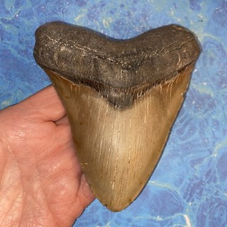 MEGALODON SHARK TOOTH 5.28” HUGE TEETH MEG SCUBA DIVER DIRECT FOSSIL NC 0394